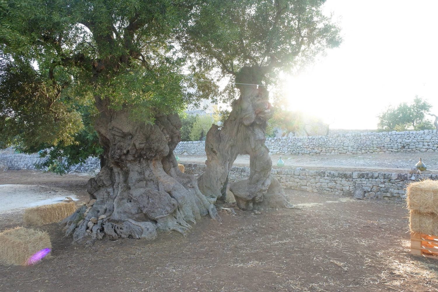 Tour guidato di una masseria della Puglia