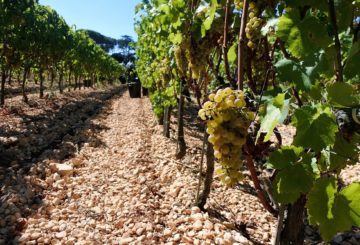 Tour del vino ad Ostuni - Puglia