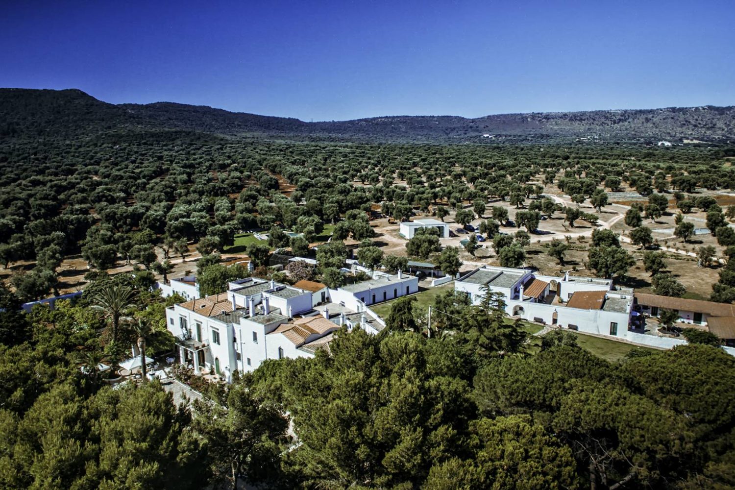 Olive oil trees tour in Puglia