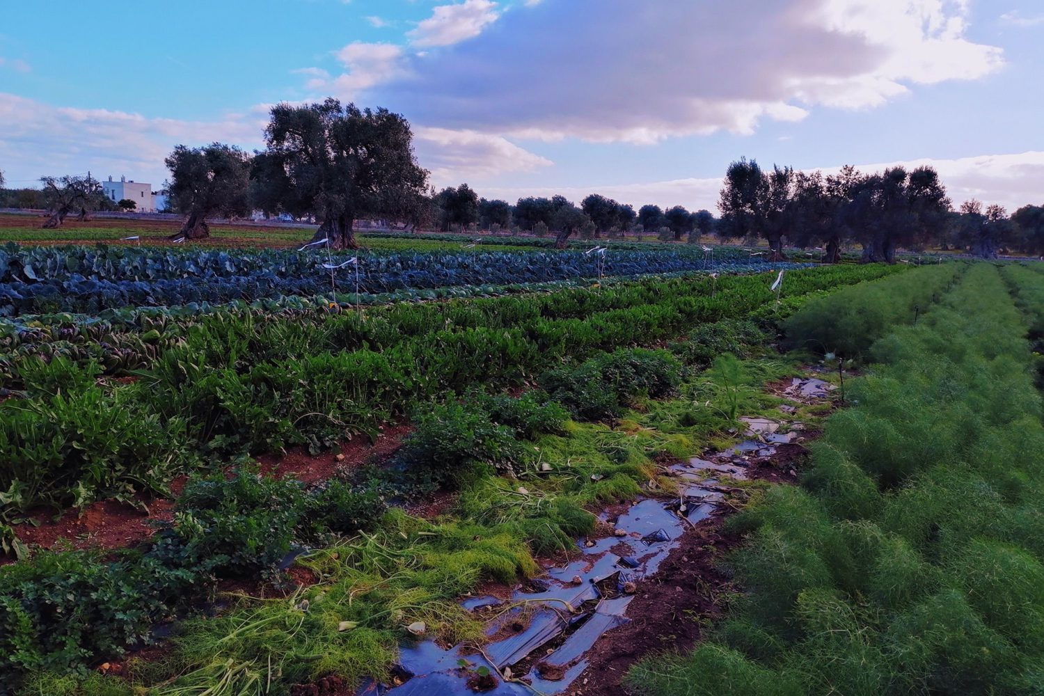 Apulian fresh products