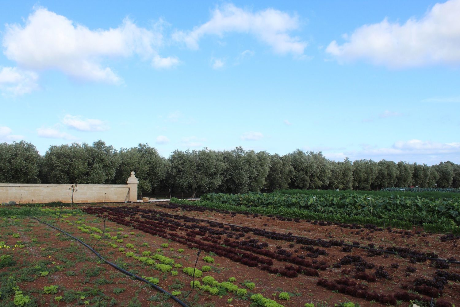 Cookery course of traditional Apulian recipes